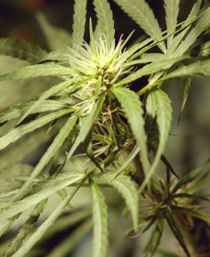 Prague Cannabis Market Overview