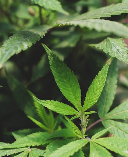 Prague is quickly becoming a hub for high‑quality, lab‑tested THC‑infused products