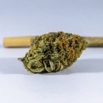 Prague Cannabis Dealer: Reliable Czech Weed Supplier & Marijuana Delivery img-1032.jpg