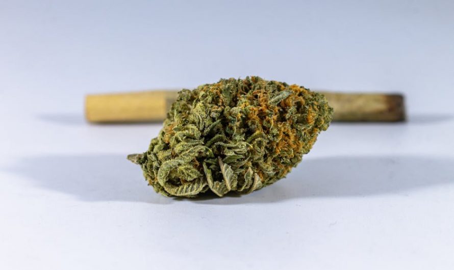 Prague Cannabis Dealer: Reliable Czech Weed Supplier & Marijuana Delivery