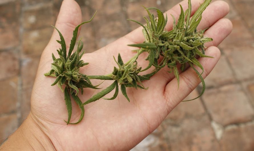 Prague’s vibrant cannabis scene is growing faster than ever, and for those looking for the best THC joint specials Prague has a lot to offer.