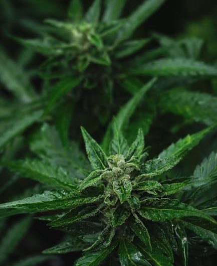 Prague Cannabis Prices: What You Need to Know