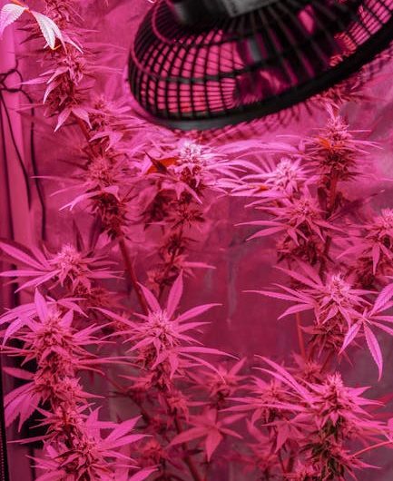 Reliable THC Delivery Service in Prague