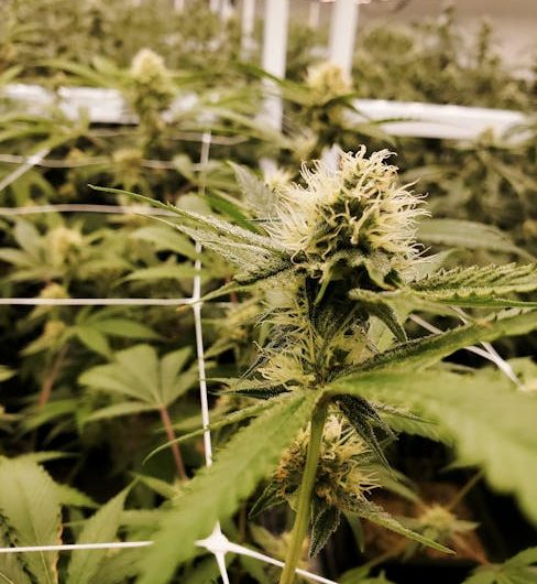 Welcome to Prague’s premier online shop for premium THC joints