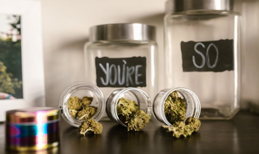 Trusted cannabis distributor Prague