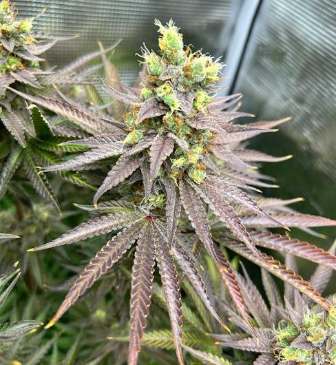 Welcome to the premier destination for all things cannabis in the heart of Prague