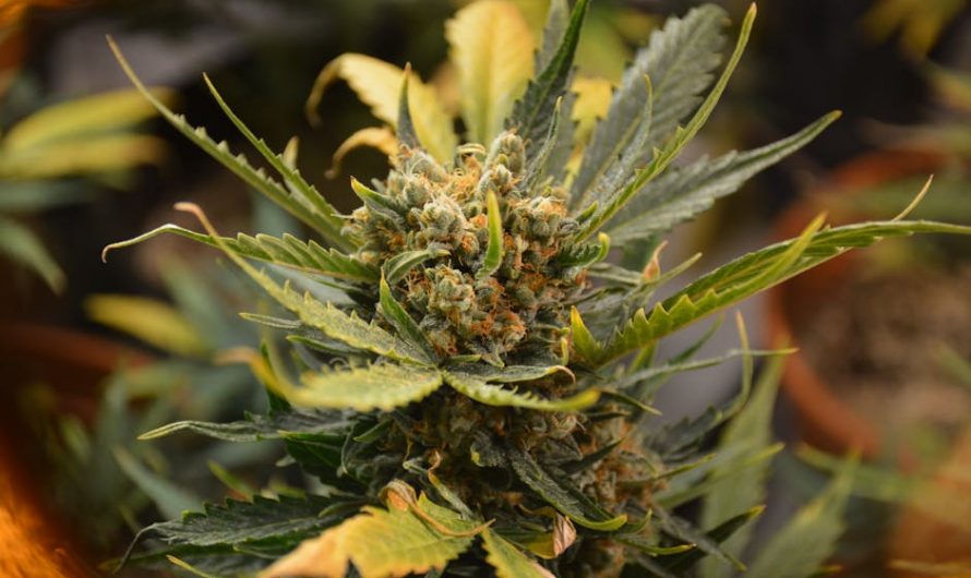 Hemp Supplier Store in Prague: Premium Hemp and Cannabis Products