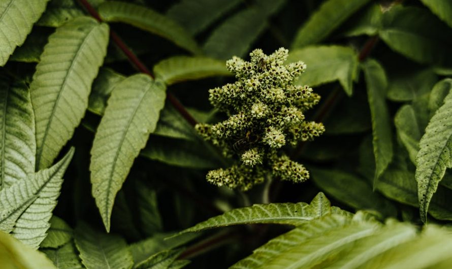 Prague Cannabis Delivery: Buy Weed Online in the Czech Republic