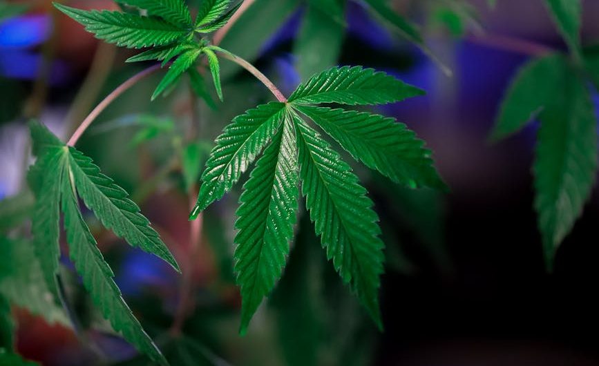 Prague Premium THC Joints and Cannabis Delivery