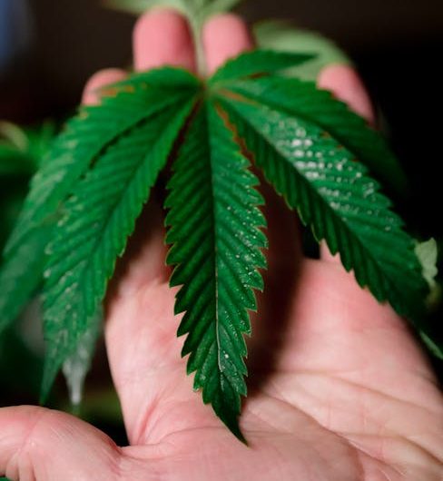 Looking to purchase high‑quality cannabis, marijuana, hemp, or THC products in Prague?