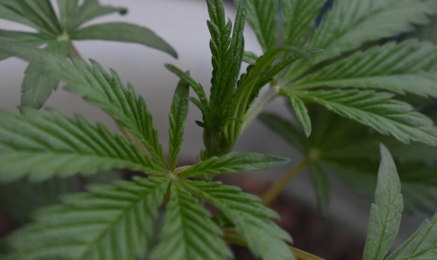 Fast Delivery Cannabis Shop in Prague