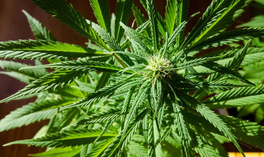 Prague Weed Delivery: Fast, Discreet, and Legal Cannabis Delivery Service
