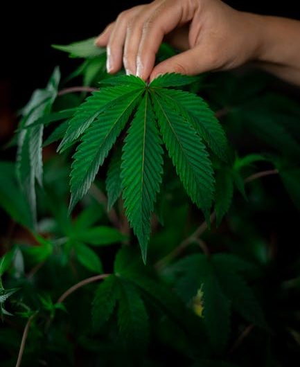 Ultimate Guide to Czech Cannabis Culture in Prague