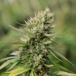 Cannabis Delivery Service in Prague img-1876.jpg