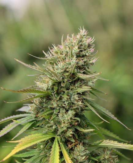 Cannabis Delivery Service in Prague