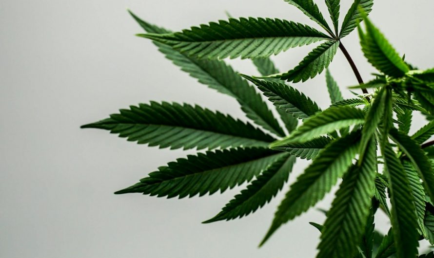 Prague THC Vape Shop The Ultimate Guide