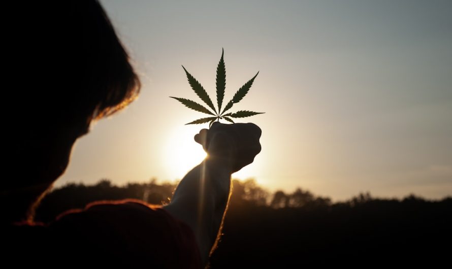 Prague Cannabis Delivery