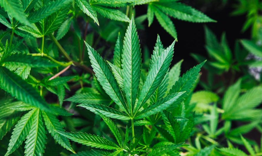 THC Joint Express Courier Service in Prague