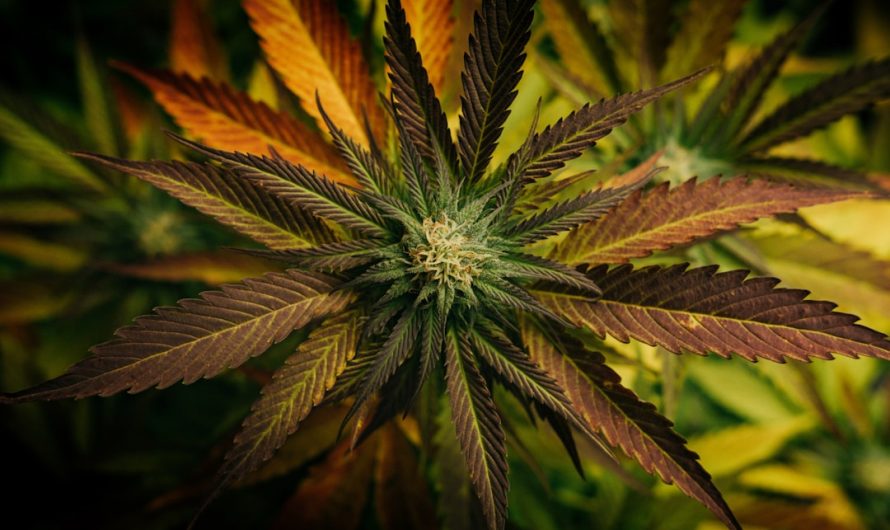 Welcome to the premier destination for cannabis, marijuana, hemp, THC, and weed in the heart of Prague