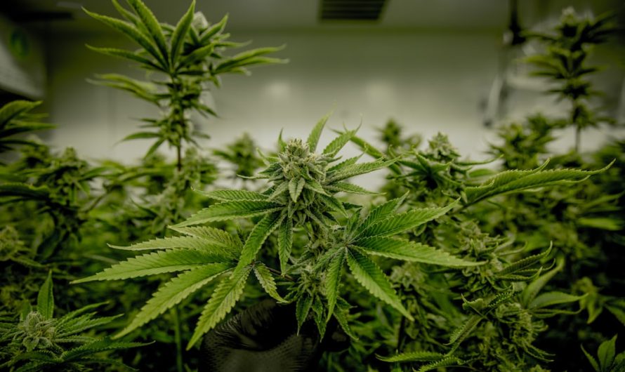 Welcome to Prague’s premier cannabis shop
