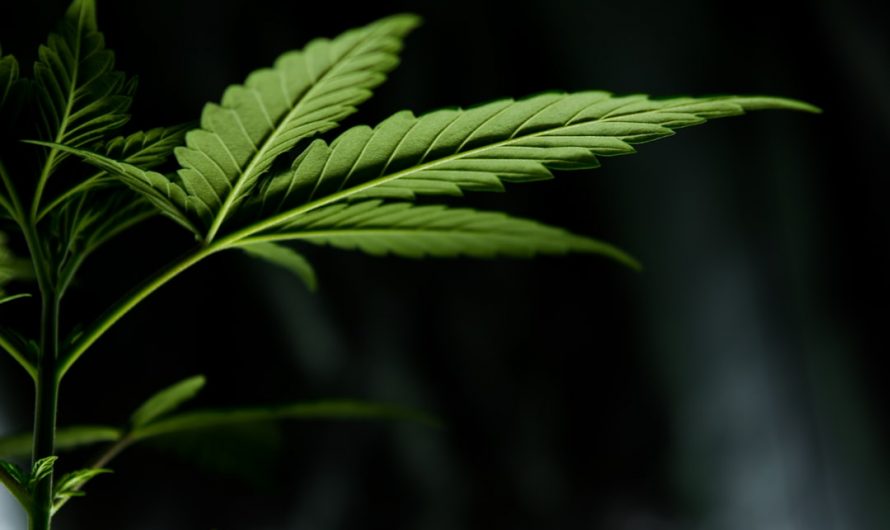 Welcome to the future of hemp and cannabis commerce in the heart of Central Europe