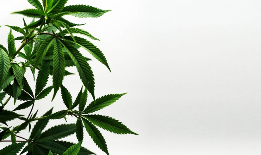 Prague’s Premier Online Cannabis Shop