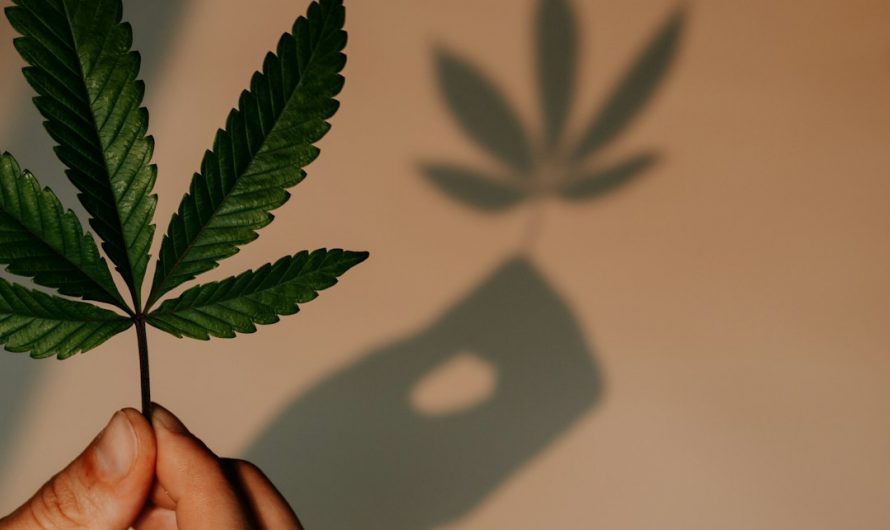 Cannabis Prices Prague 2024-2026: Market Trends, Regulations, and Buying Guide
