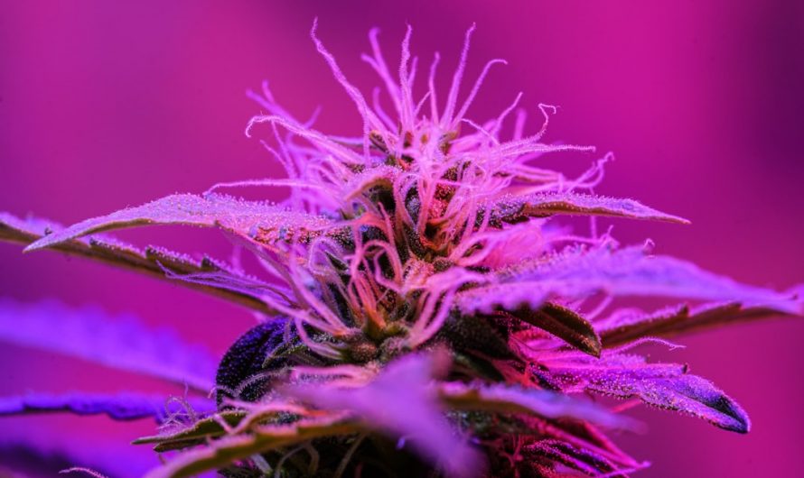 Legal THC Delivery in Prague