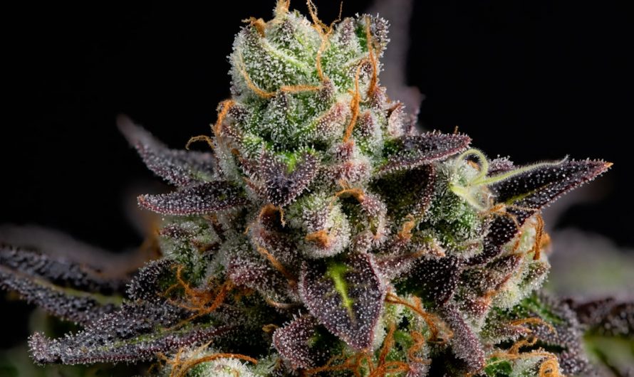 High‑Quality THC Joints Delivered Straight to Your Doorstep in Prague
