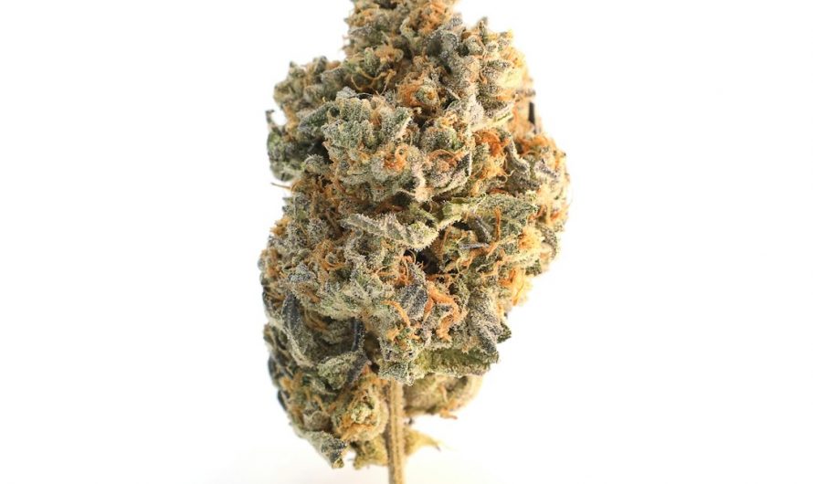 Cheap Weed in Prague