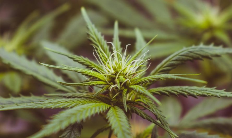 Cannabis Delivery Prague: Buy THC Joints, Strains, and Accessories Online