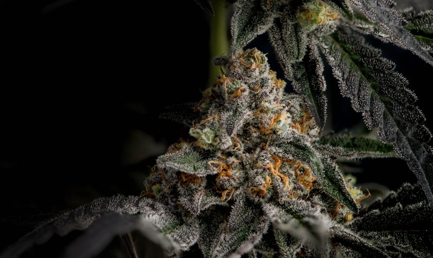 Looking for a reliable way to get THC vape and other cannabis products in Prague?