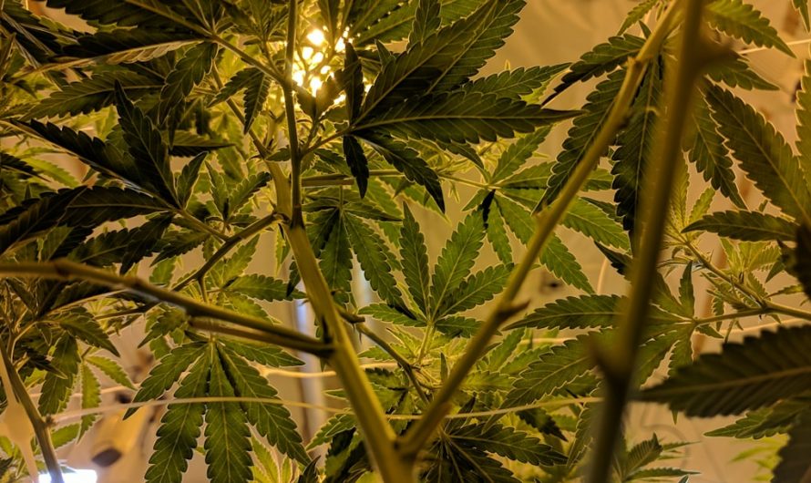 THC Joint – Your Premier Cannabis Destination in Prague