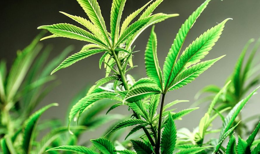 Prague Weed Delivery: Same-Day Pickup & Instant Delivery