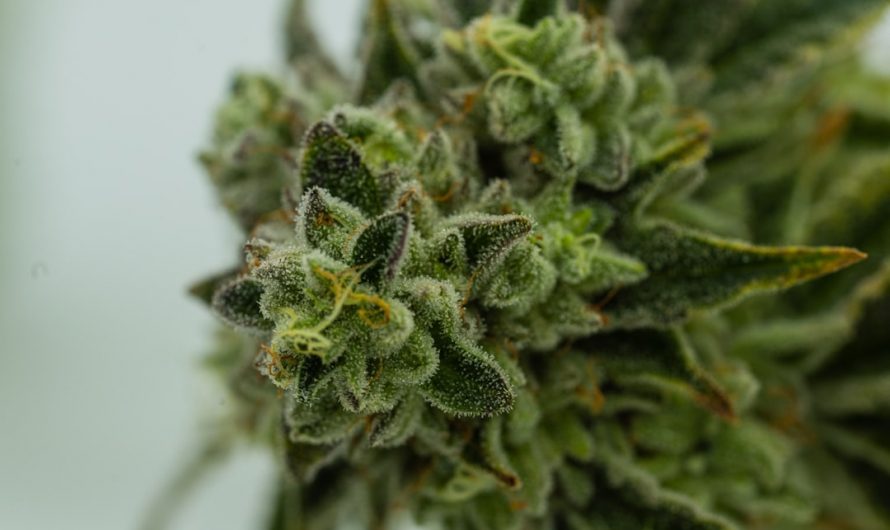 Prague THC Chocolate Shop Price: Buy Cannabis, Marijuana, Hemp, and Weed Online