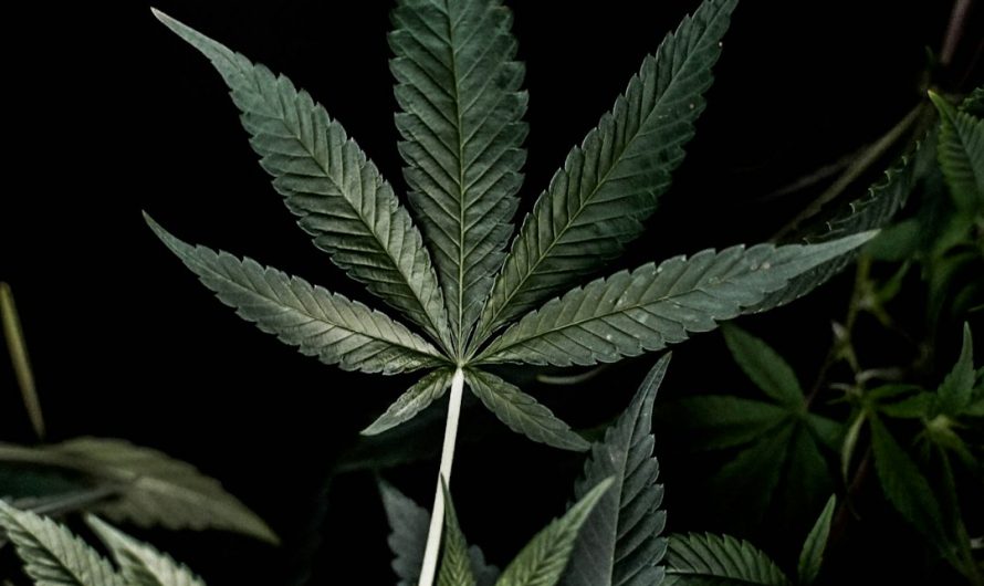 Welcome to the ultimate Prague cannabis tourism hub