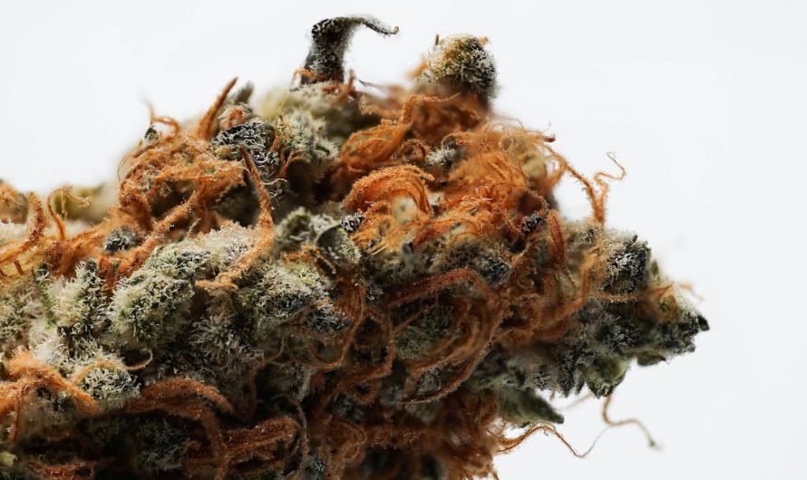 Best Discreet Cannabis Delivery Prague