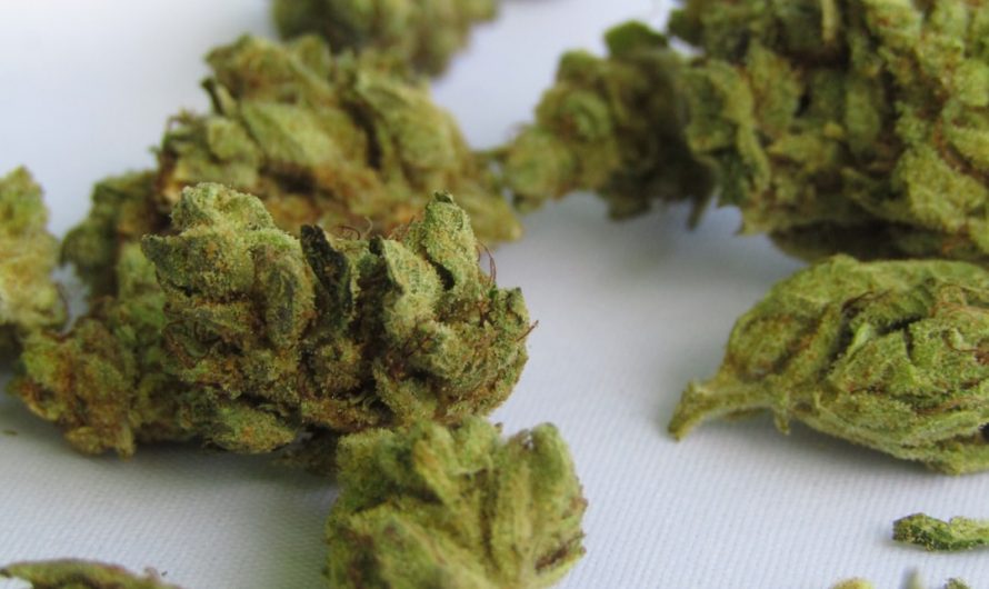 Prague cannabis shop