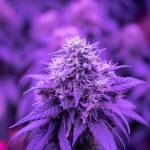 Looking for the best THC vape specials in the heart of Prague? img-2074.jpg