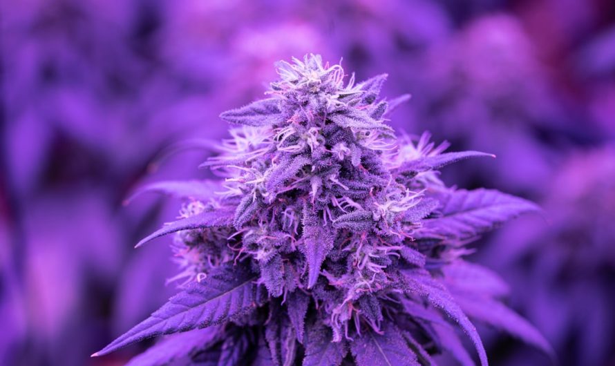 Looking for the best THC vape specials in the heart of Prague?