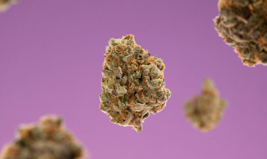 Welcome to the most comprehensive hemp catalog in Prague!