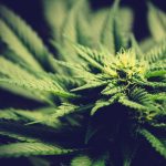 Online THC Shop Prague Fast Delivery img-2084.jpg