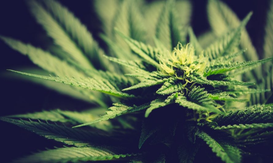 Online THC Shop Prague Fast Delivery