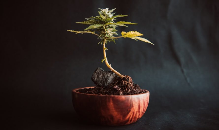Prague Cannabis Delivery