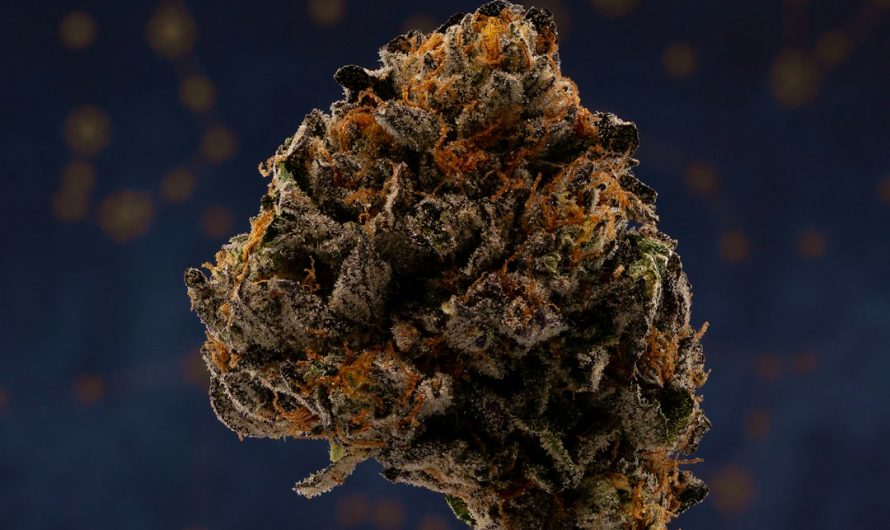 Premium THC Joints in Prague: Fast Shipping and Discreet Delivery