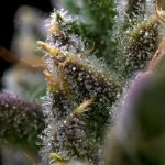 Fast and Discreet THC Joint Delivery in Prague img-2141.jpg