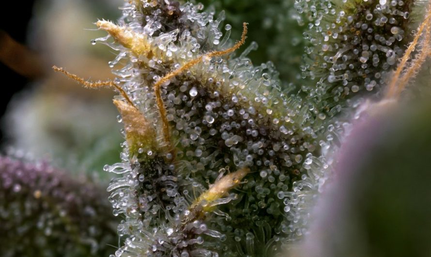 Fast and Discreet THC Joint Delivery in Prague