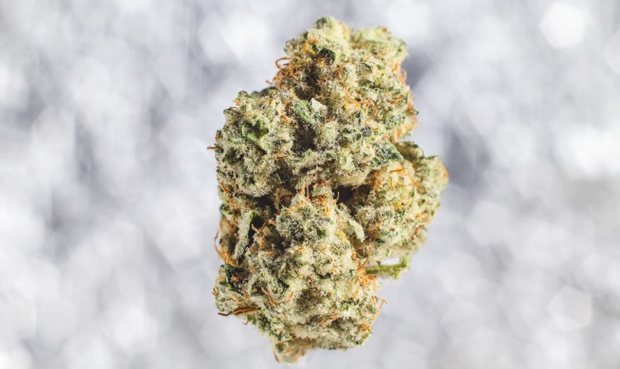 Premium Hemp and Cannabis Dispensary in Prague