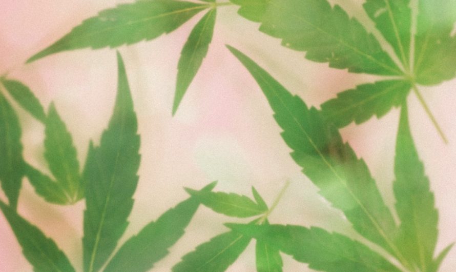 Prague’s Premier Destination for High‑Quality THC Vape Cartridges and Discreet Delivery