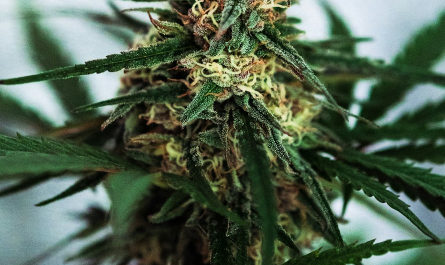 Prague cannabis delivery and online weed orders